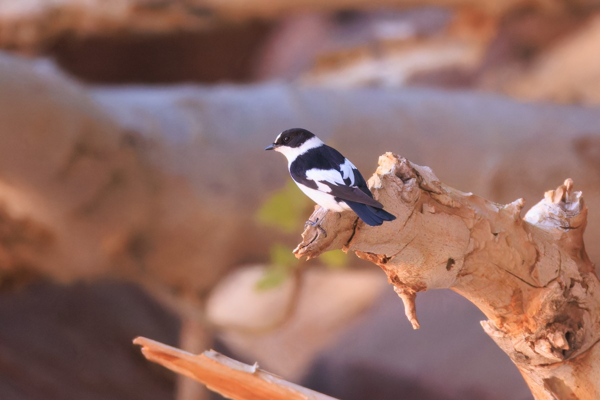 Collared Flycatcher - ML617421496