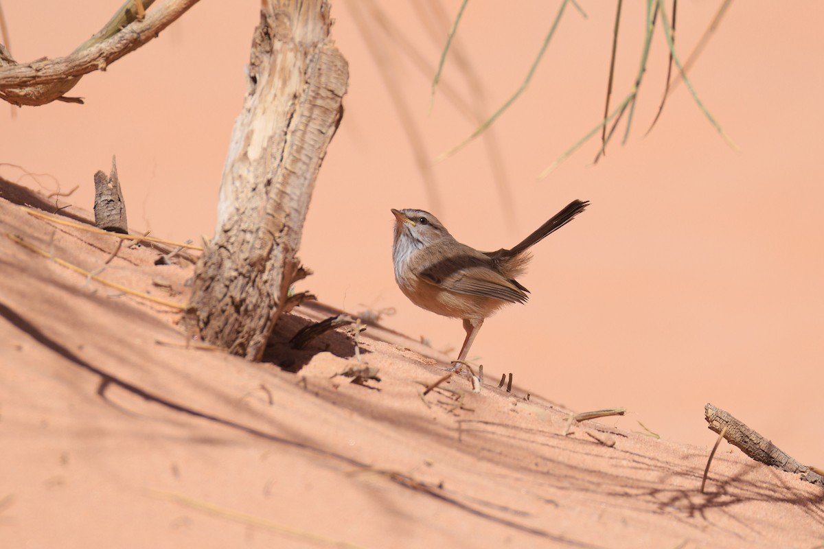 Prinia Desértica - ML617421503