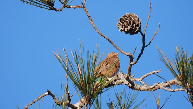 Cretzschmar's Bunting - ML617421507