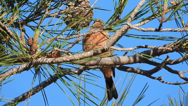 Cretzschmar's Bunting - ML617421509