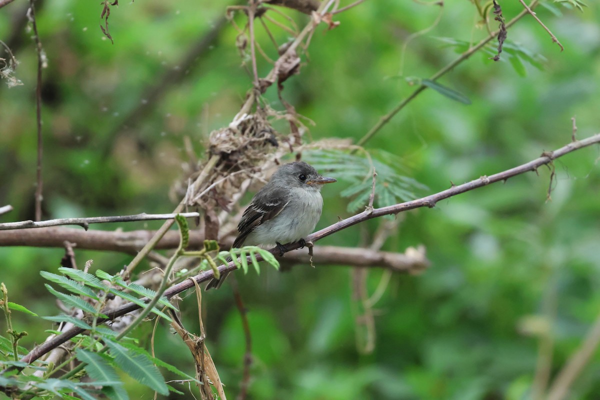 Tumbes Pewee - ML617421528