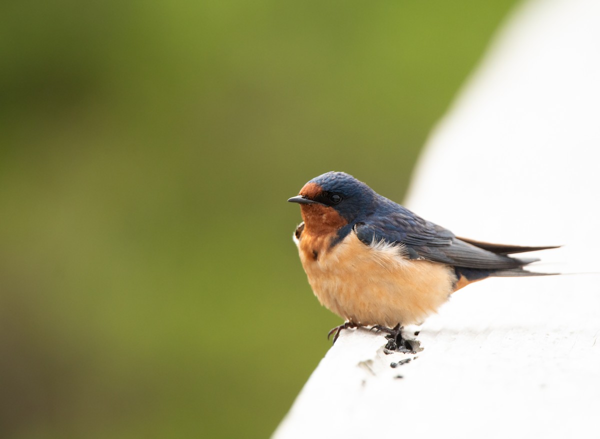 Barn Swallow - Alex Handler