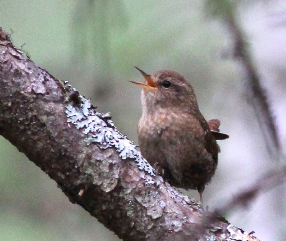 Winter Wren - ML617421597