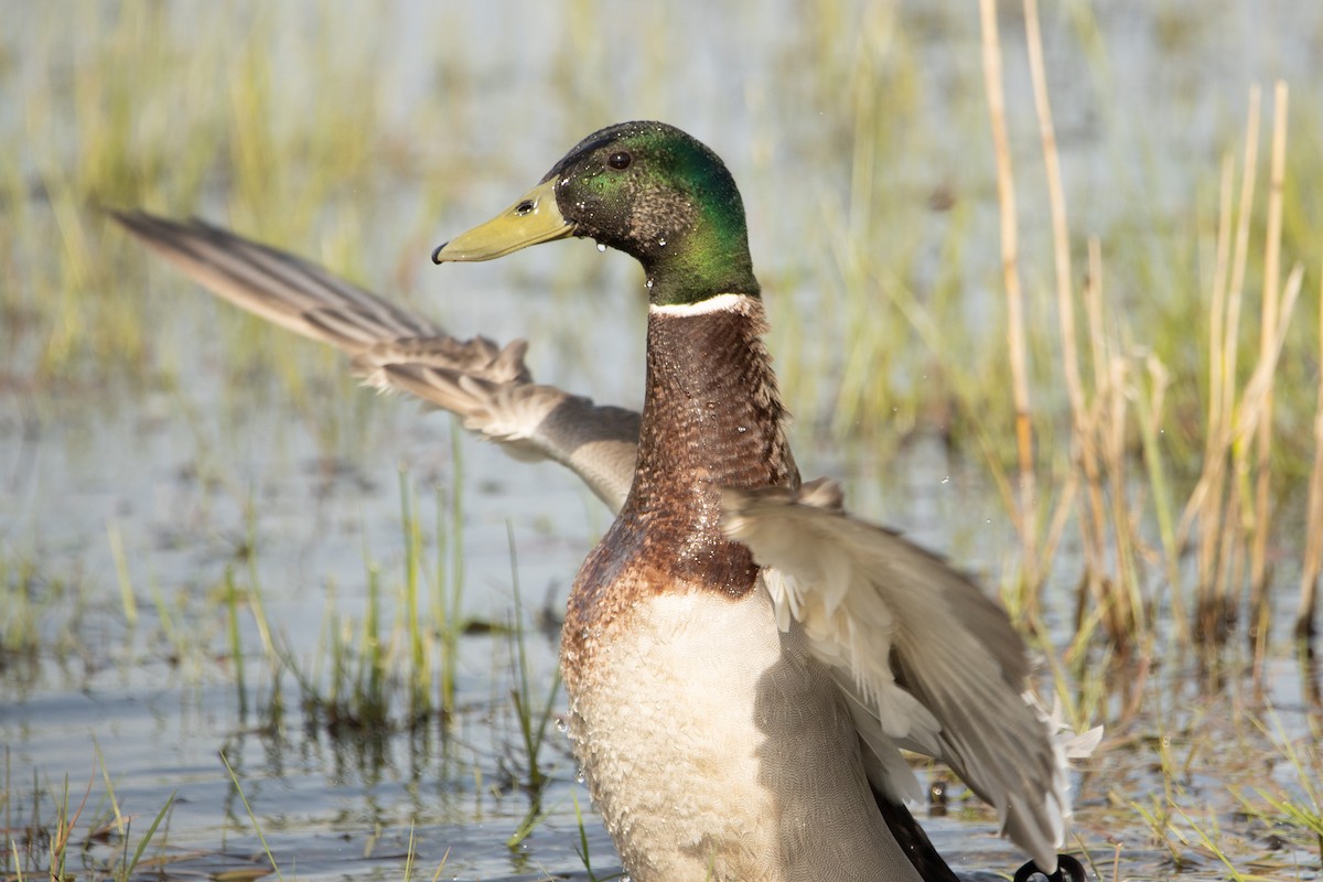 Mallard - Letty Roedolf Groenenboom