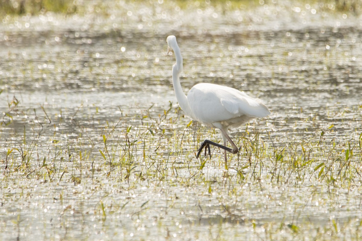 Great Egret - ML617421641