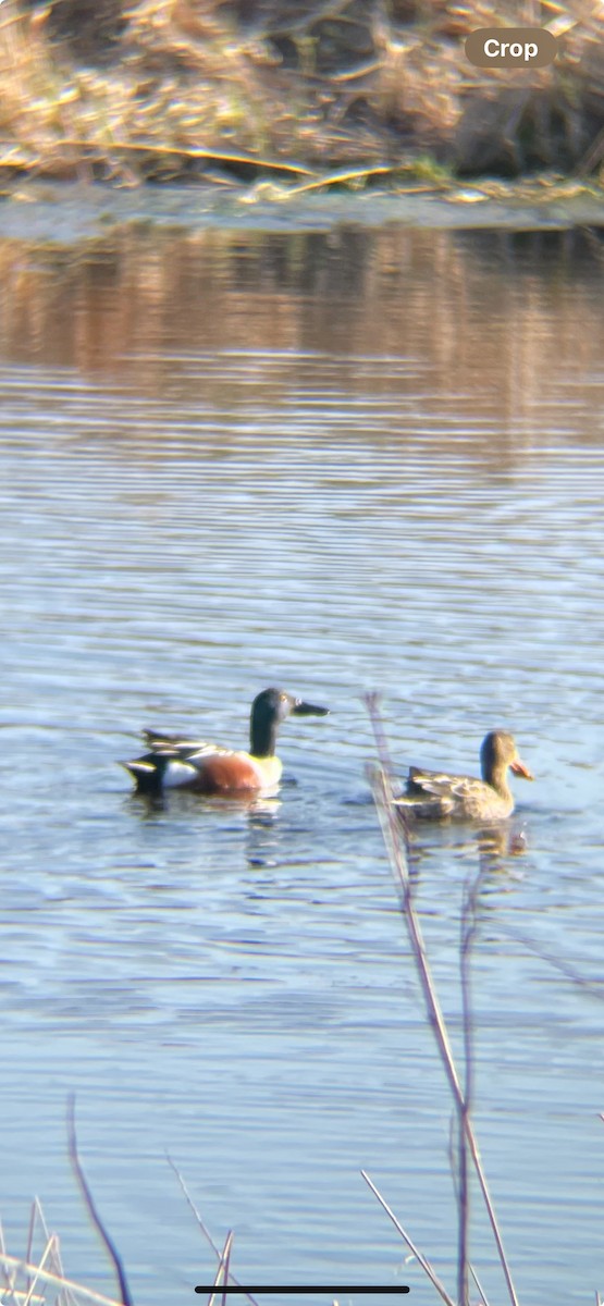 Northern Shoveler - ML617421642