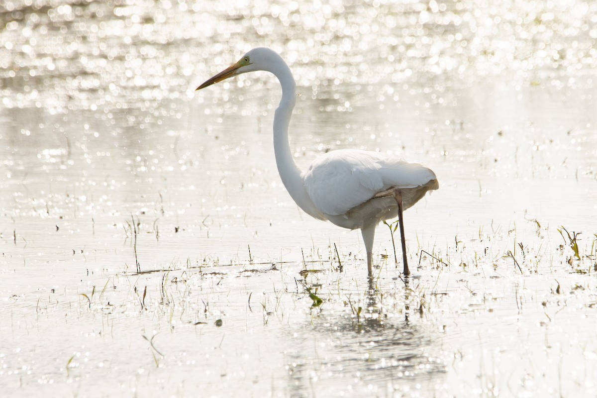 Great Egret - ML617421645