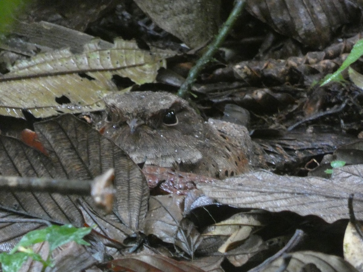 Ocellated Poorwill - ML617421652