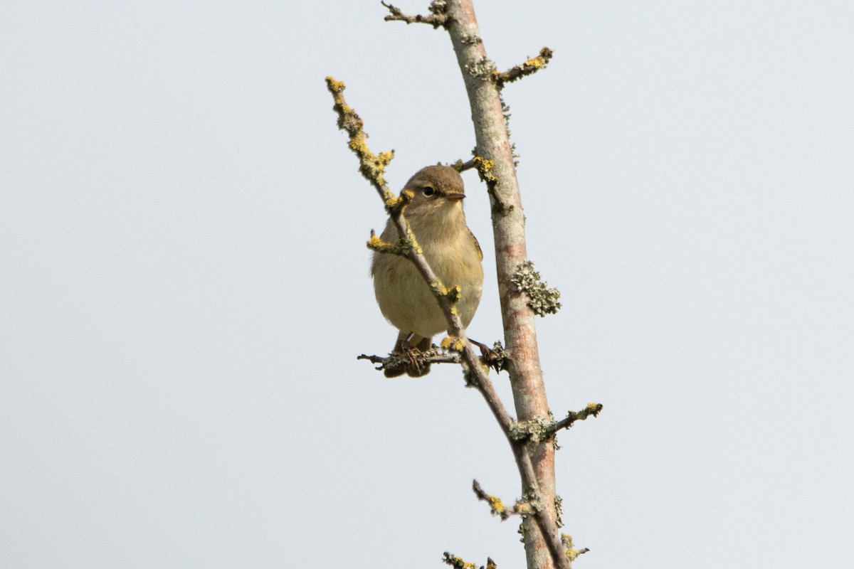 Common Chiffchaff - ML617421665