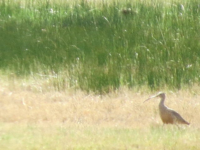 Long-billed Curlew - ML617421667