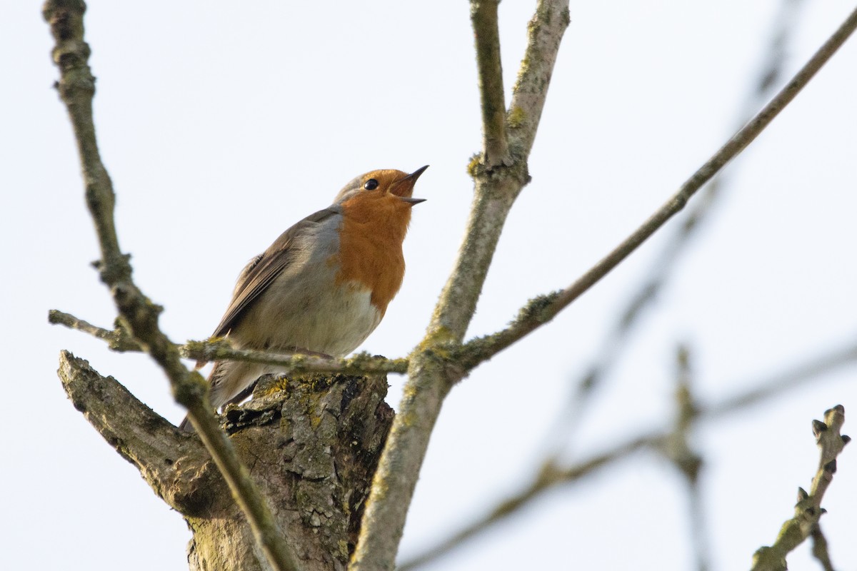 European Robin - ML617421673