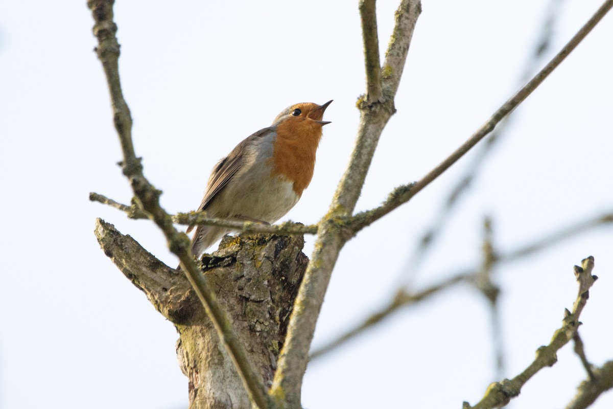 European Robin - ML617421675