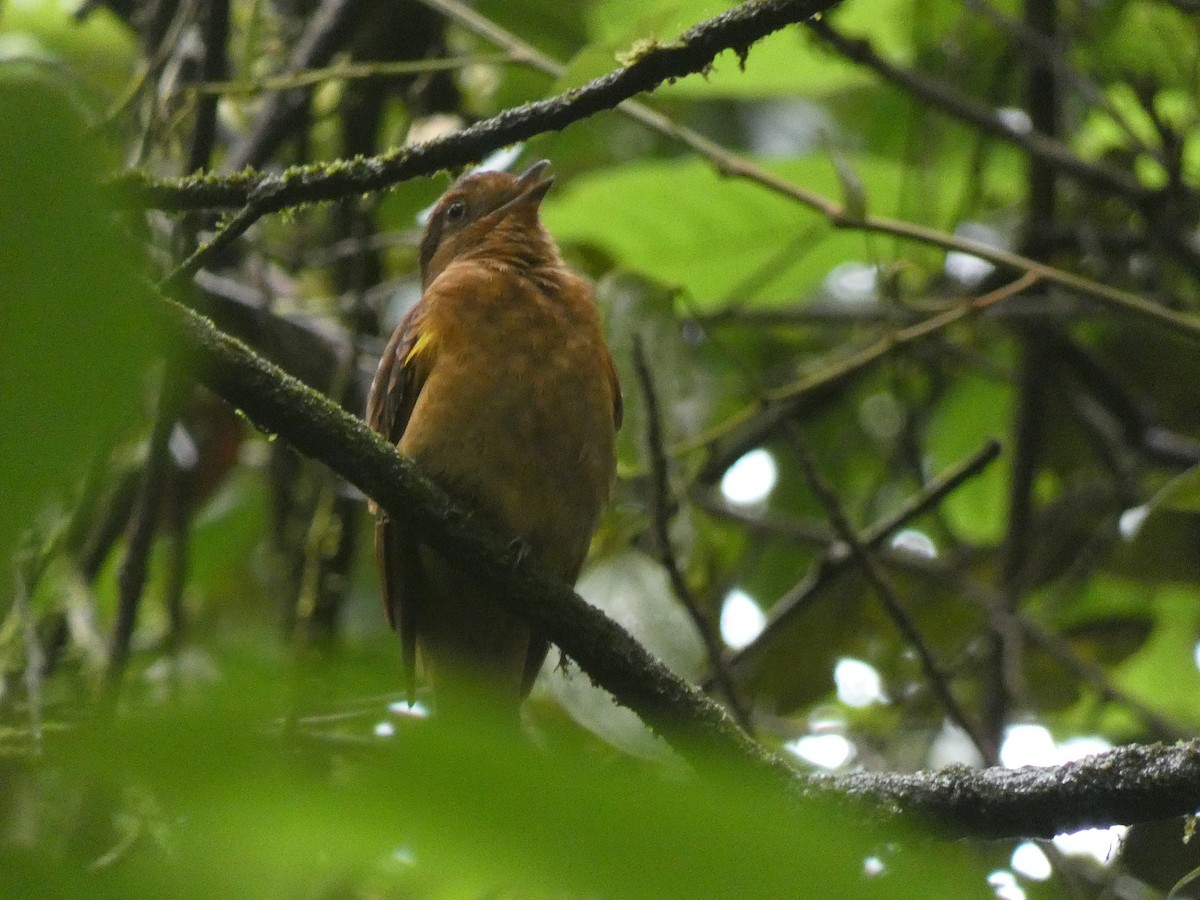 Speckled Mourner - ML617421680