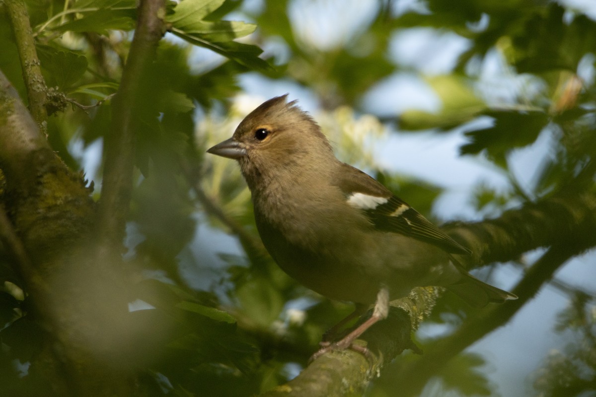 Common Chaffinch - ML617421683