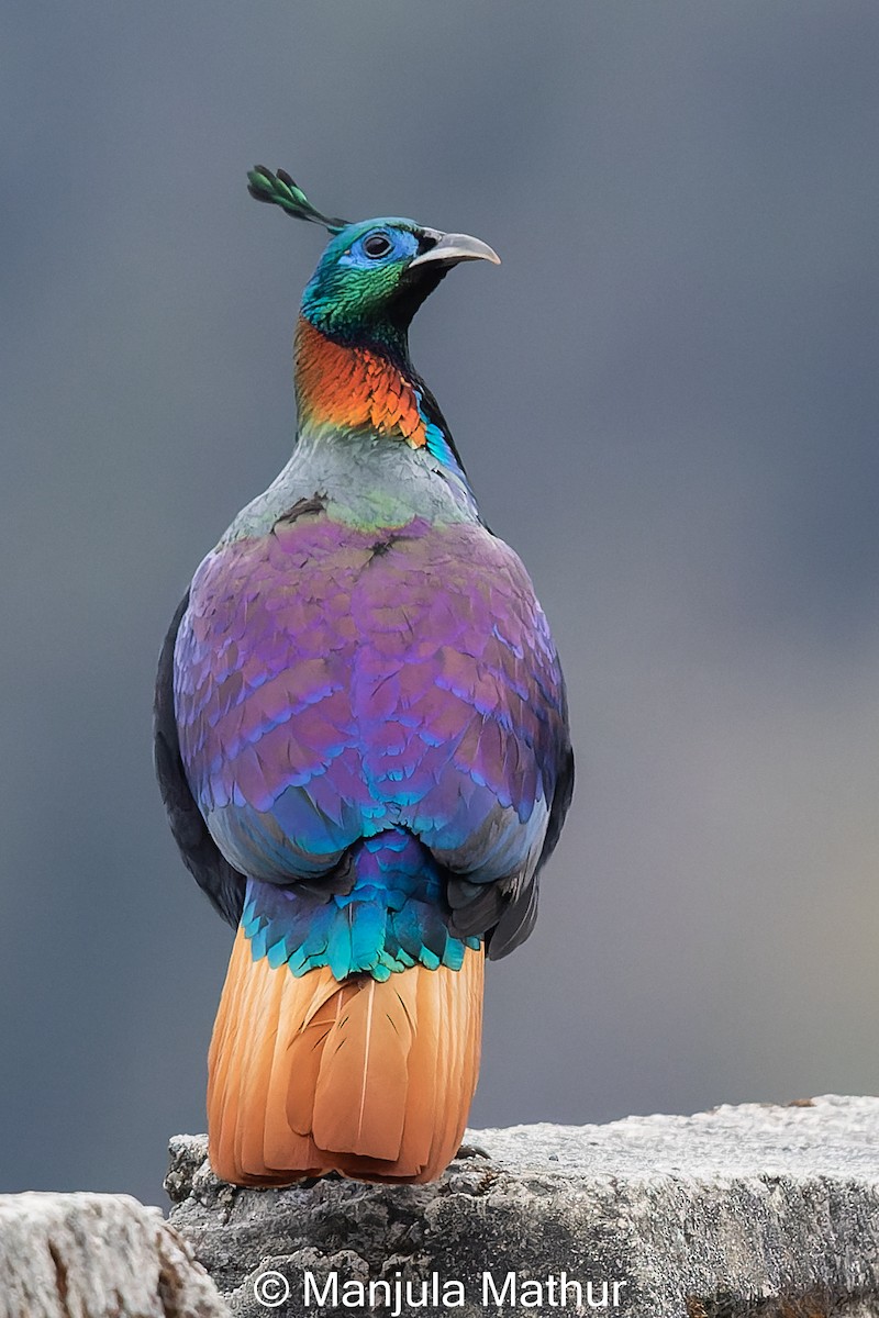 Himalayan Monal - ML617421687