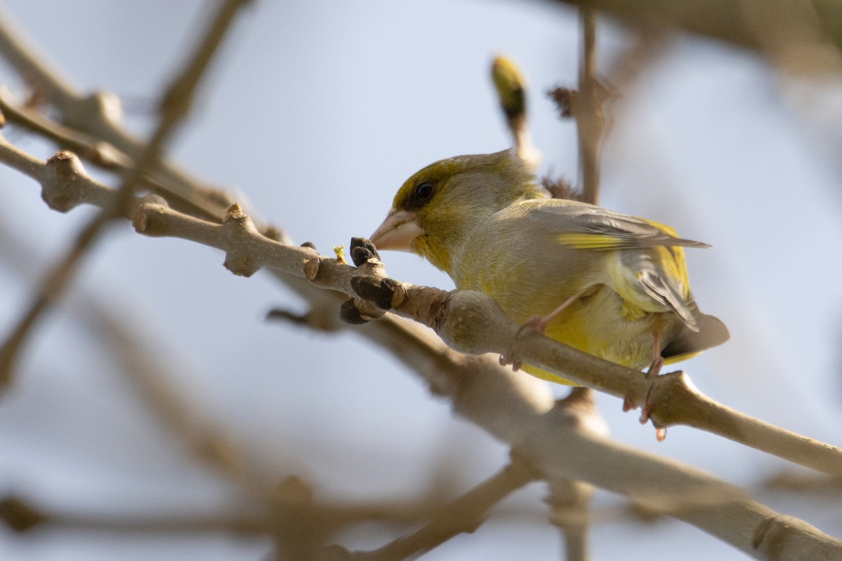 European Greenfinch - ML617421690