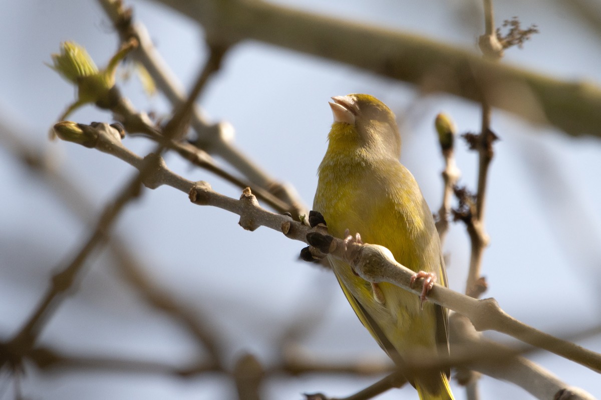 European Greenfinch - ML617421691