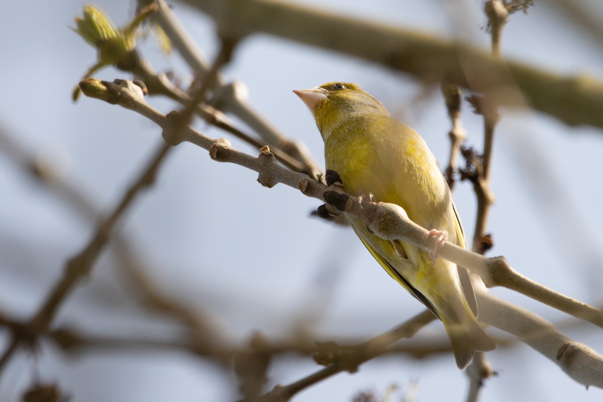 European Greenfinch - ML617421692