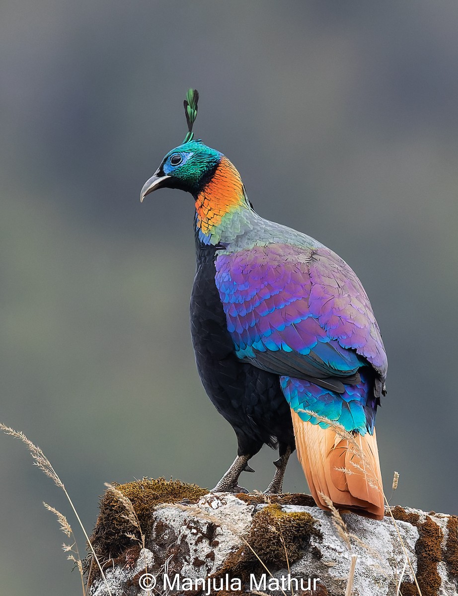 Himalayan Monal - ML617421693