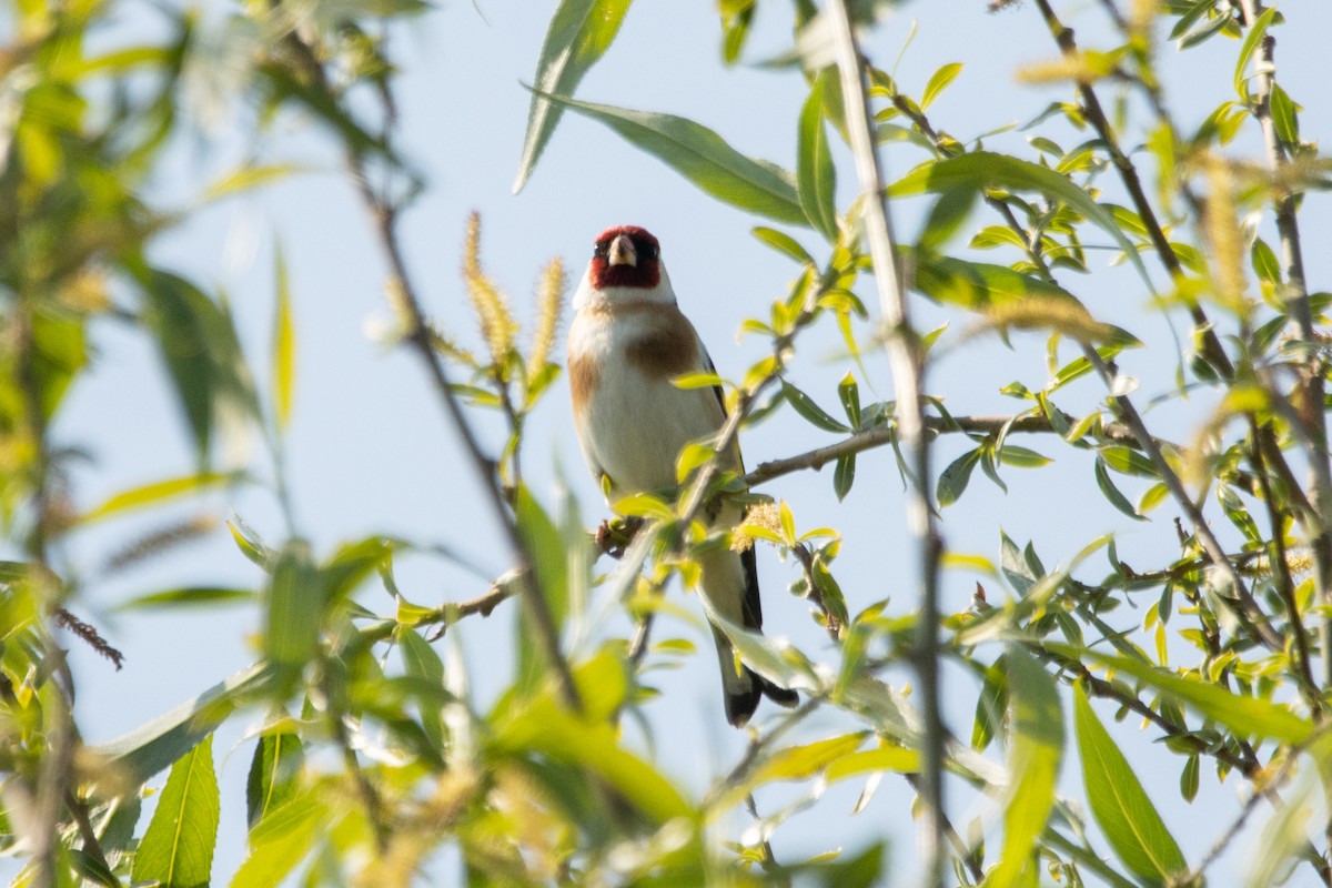 European Goldfinch - Letty Roedolf Groenenboom