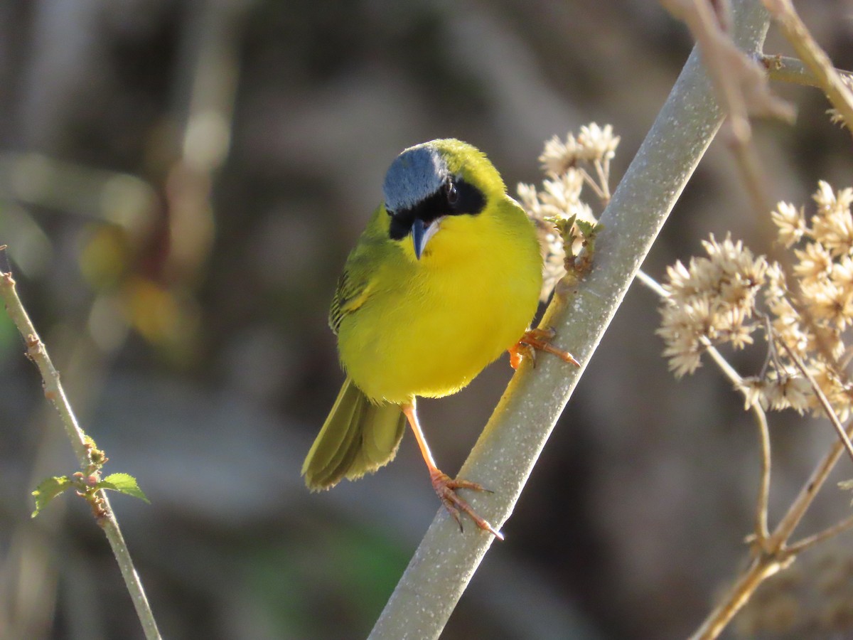 Masked Yellowthroat - Manuel Pérez R.