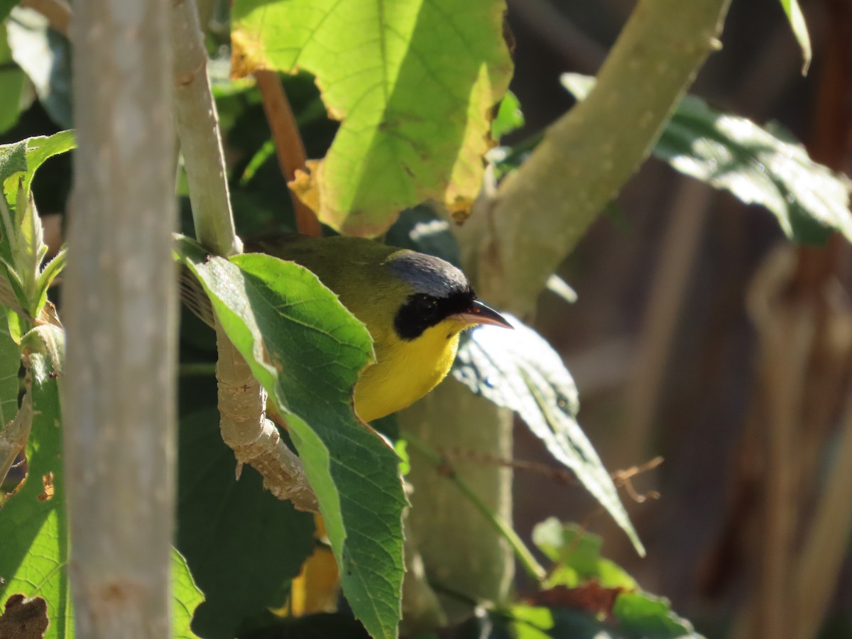 Masked Yellowthroat - Manuel Pérez R.