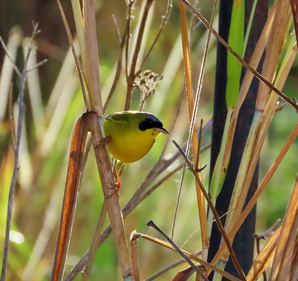 Masked Yellowthroat - Manuel Pérez R.