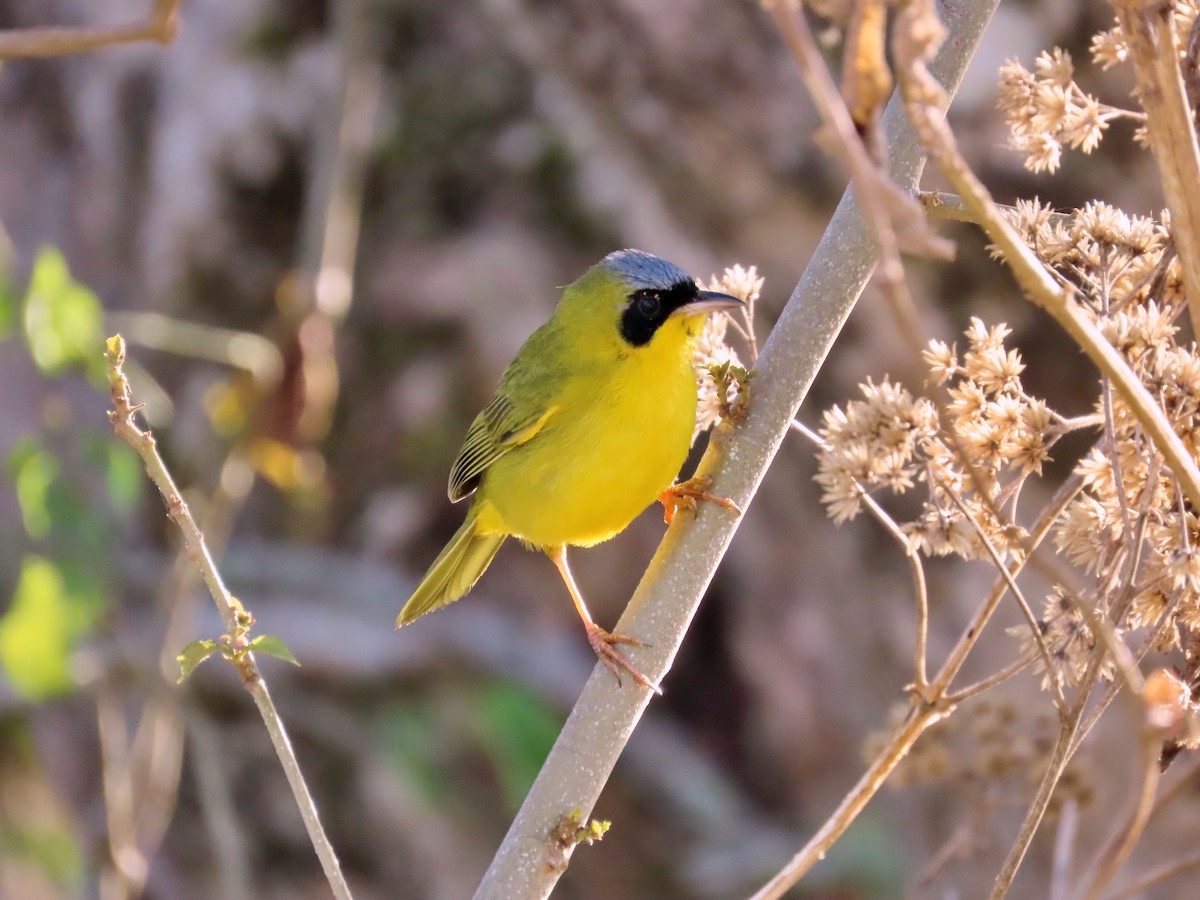 Masked Yellowthroat - Manuel Pérez R.