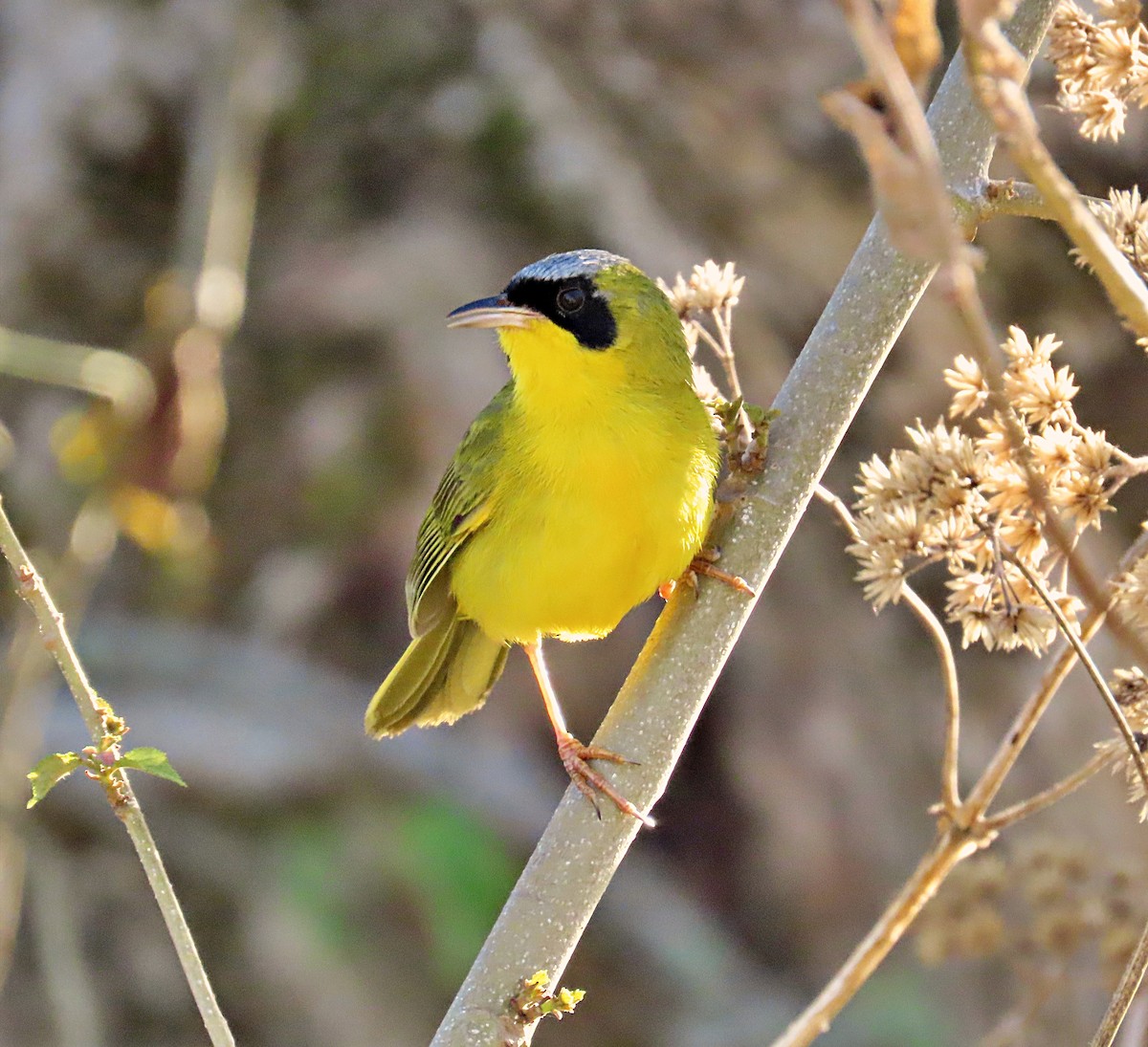 Masked Yellowthroat - Manuel Pérez R.