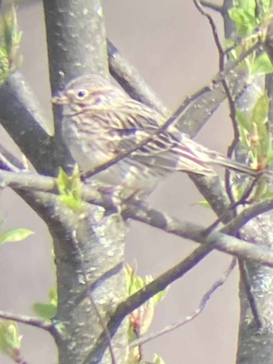 Vesper Sparrow - ML617421737