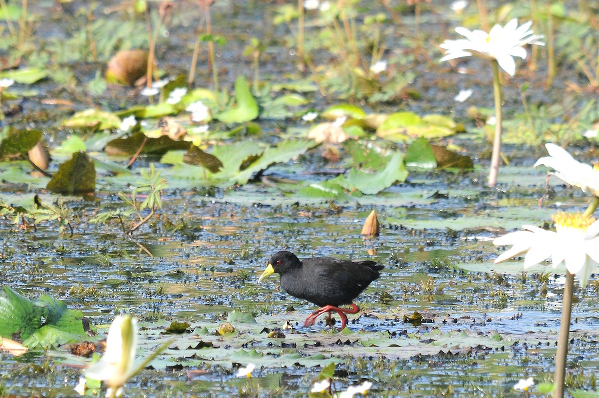 Black Crake - ML617421769