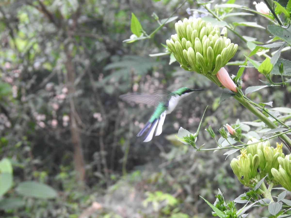 Colibrí Hada Oriental - ML617421772