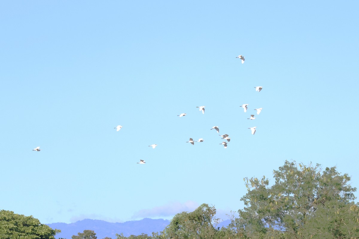 Western Cattle Egret - ML617421798