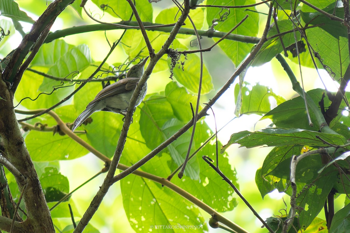 Streaked Bulbul - Kittakorn Inpang