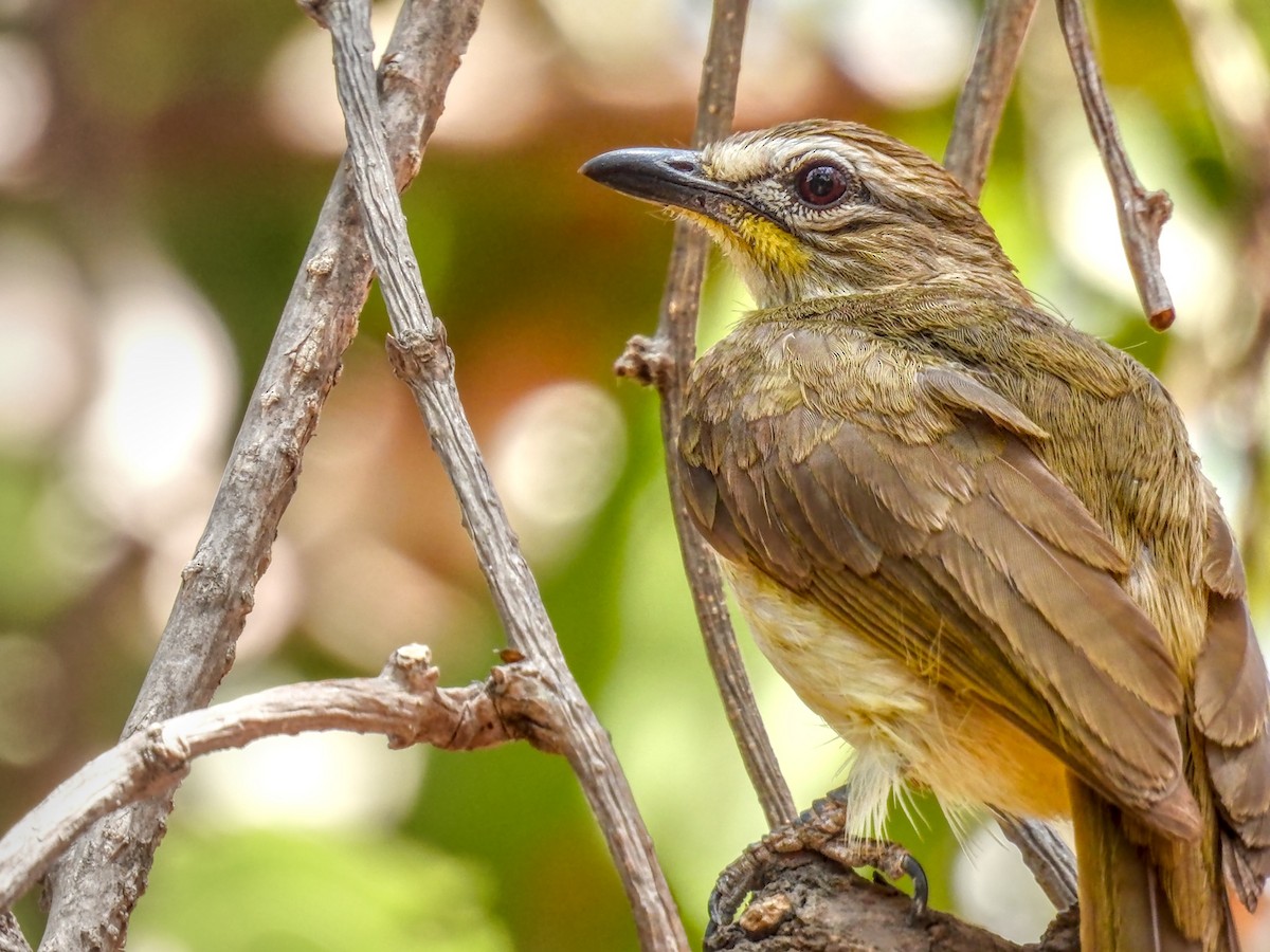 Bulbul à sourcils blancs - ML617421911