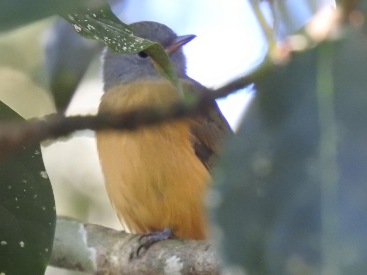 Gray-hooded Flycatcher - Gersony Jovchelevich