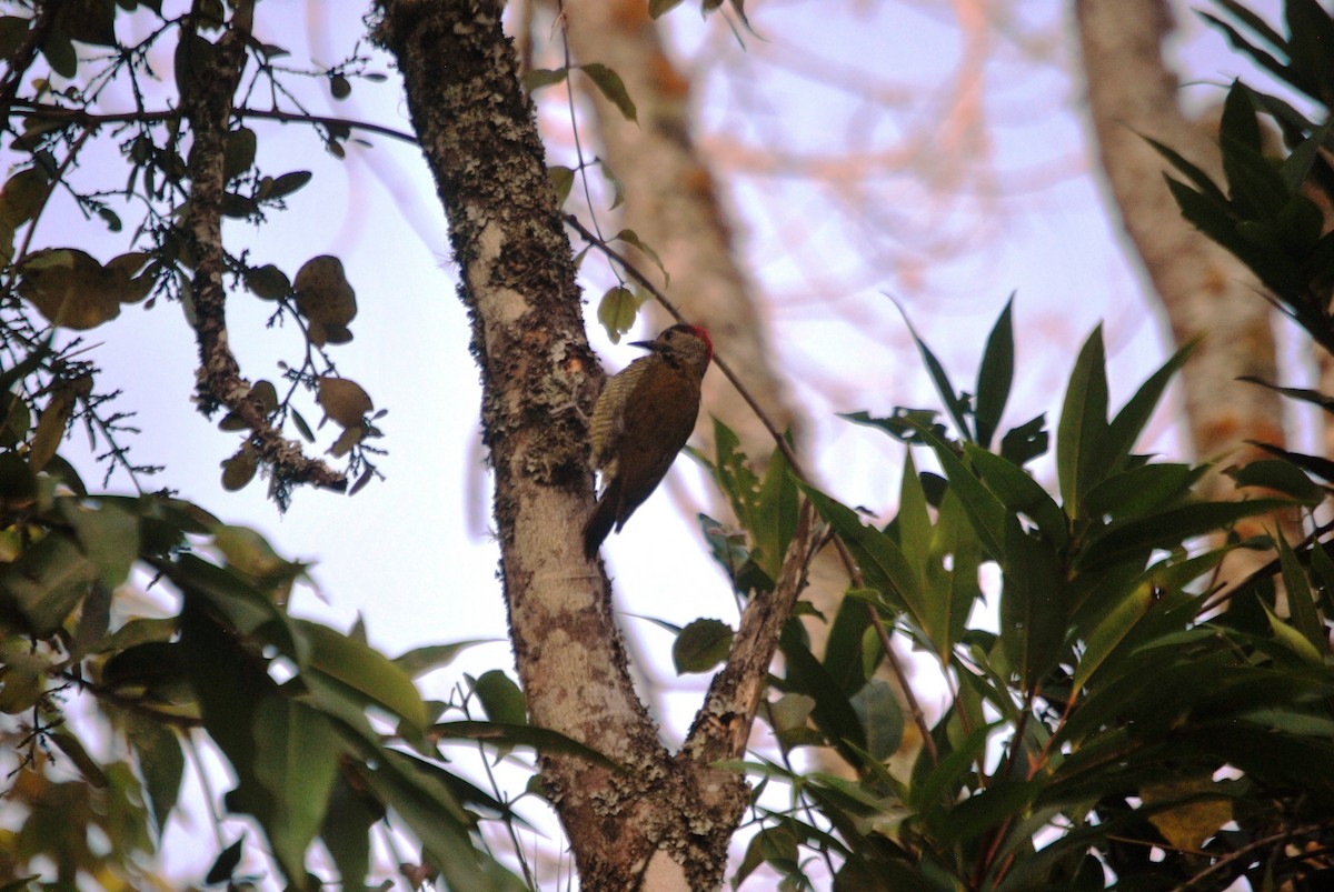 Golden-olive Woodpecker - ML617421931