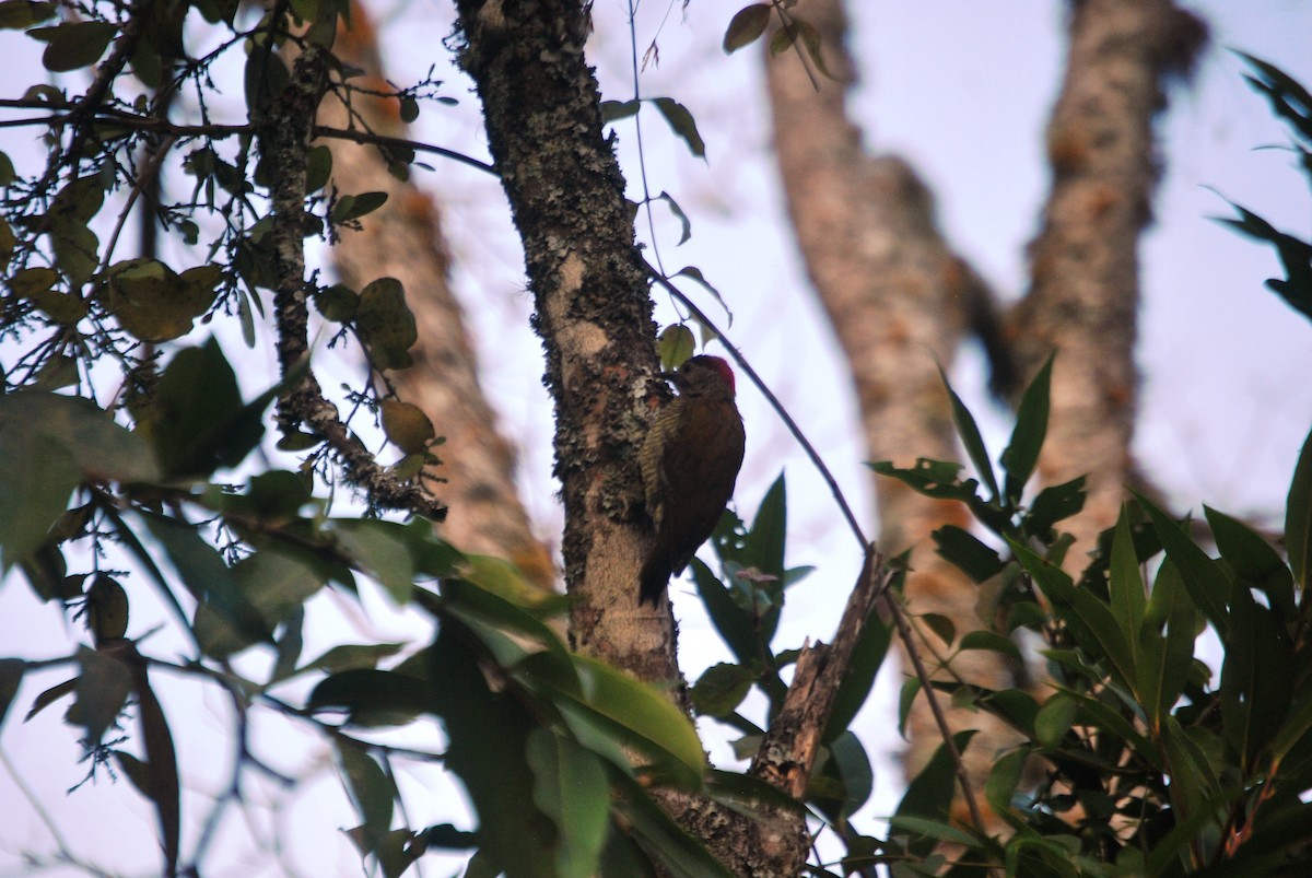 Golden-olive Woodpecker - ML617421932