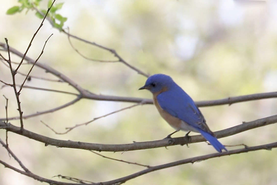 Eastern Bluebird - ML617421953