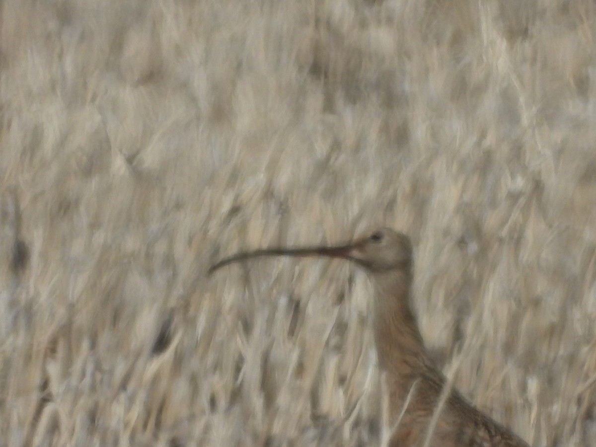 Long-billed Curlew - Sarah Boet