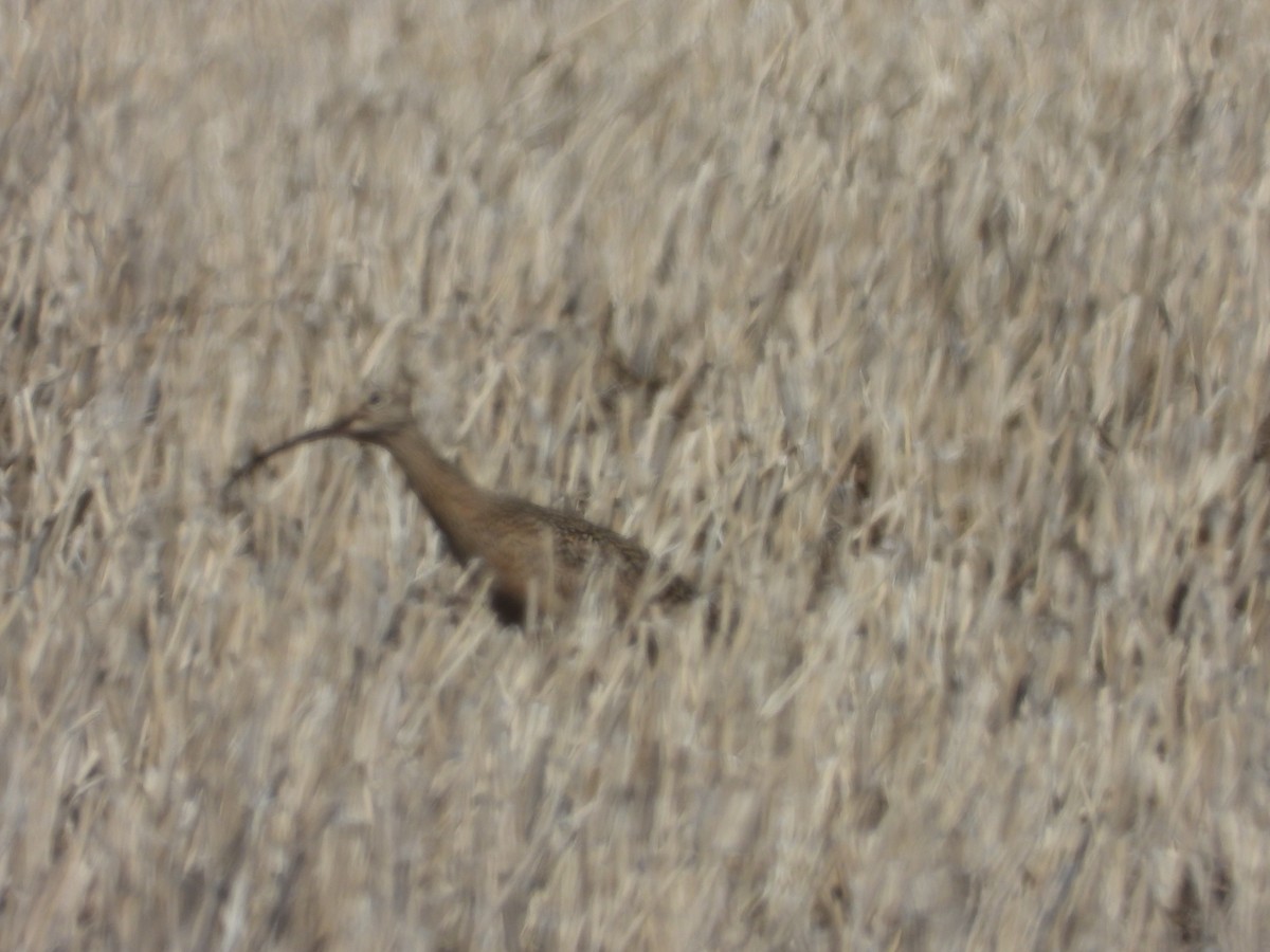 Long-billed Curlew - Sarah Boet