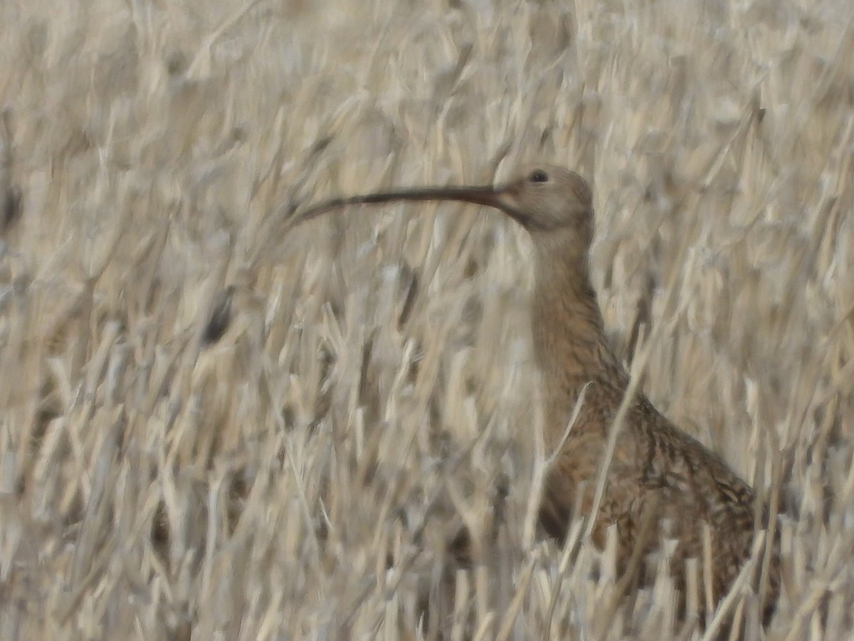 Long-billed Curlew - Sarah Boet