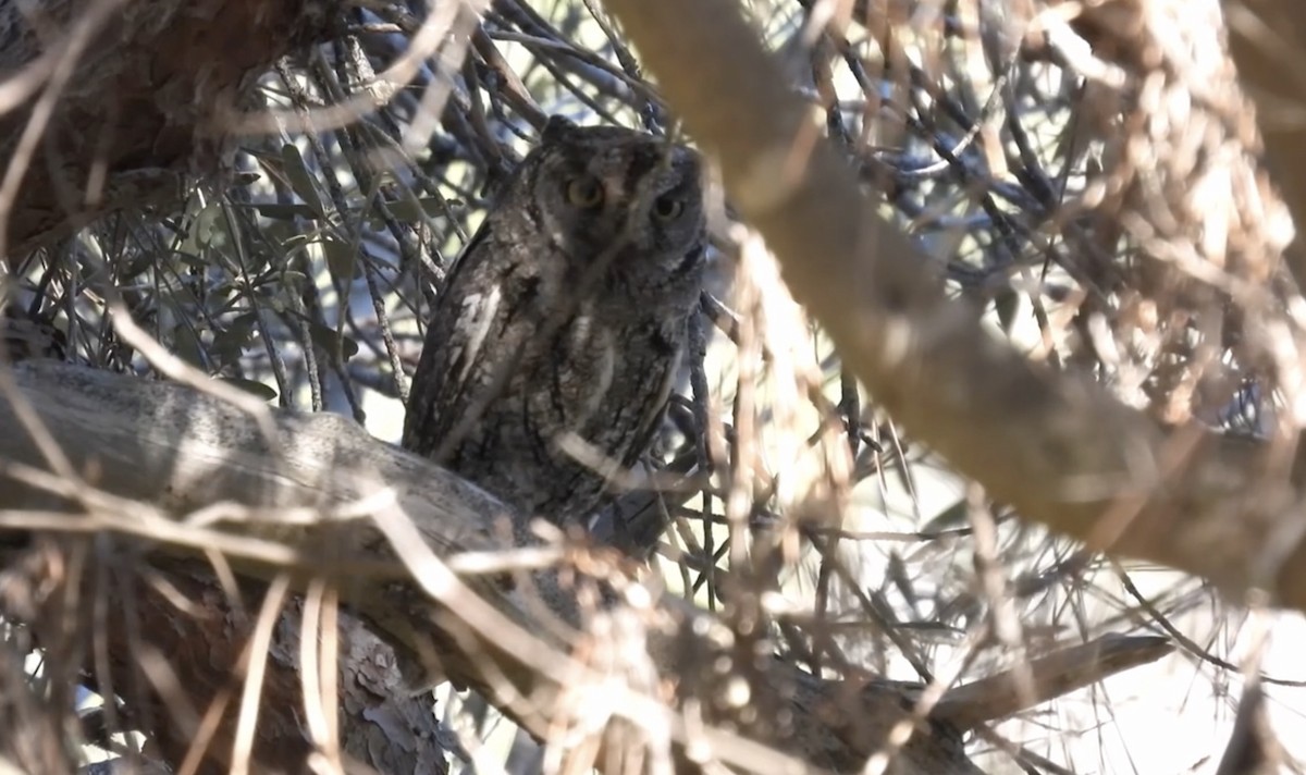 Cyprus Scops-Owl - ML617421965