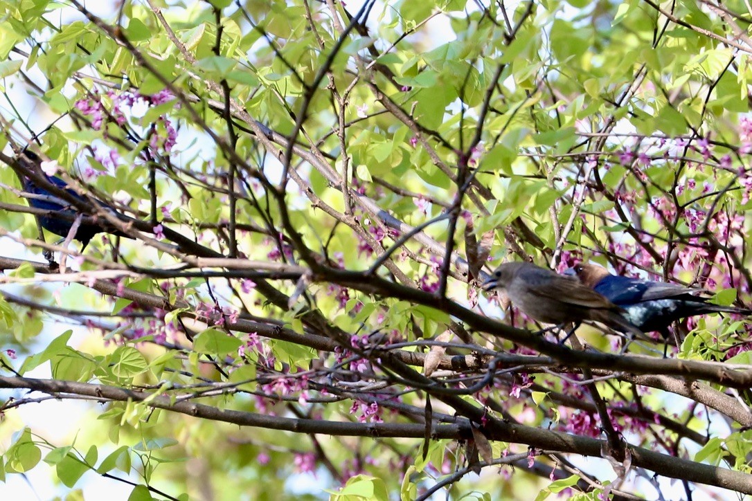 Brown-headed Cowbird - ML617421970