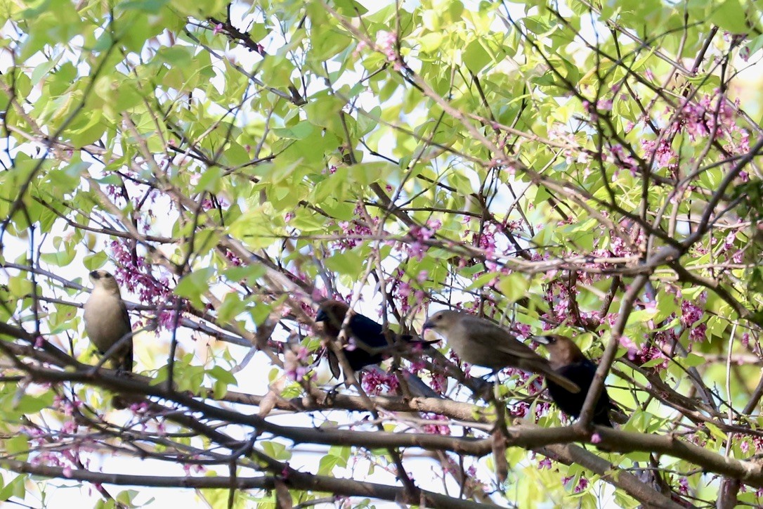 Brown-headed Cowbird - ML617421971