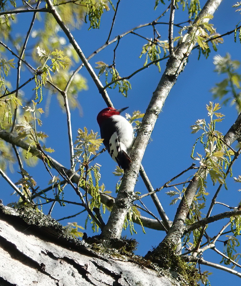 Red-headed Woodpecker - Cat McGraw
