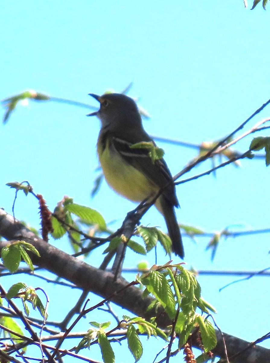 White-eyed Vireo - Joan Mashburn