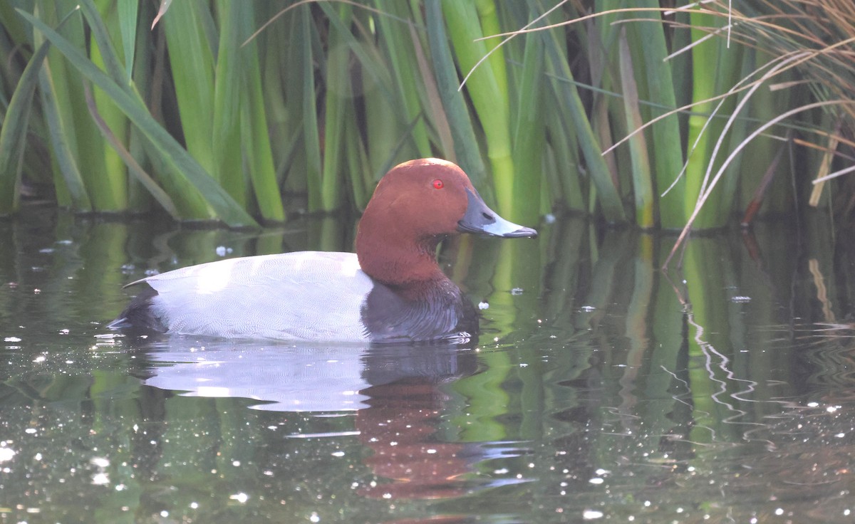 Common Pochard - ML617422002