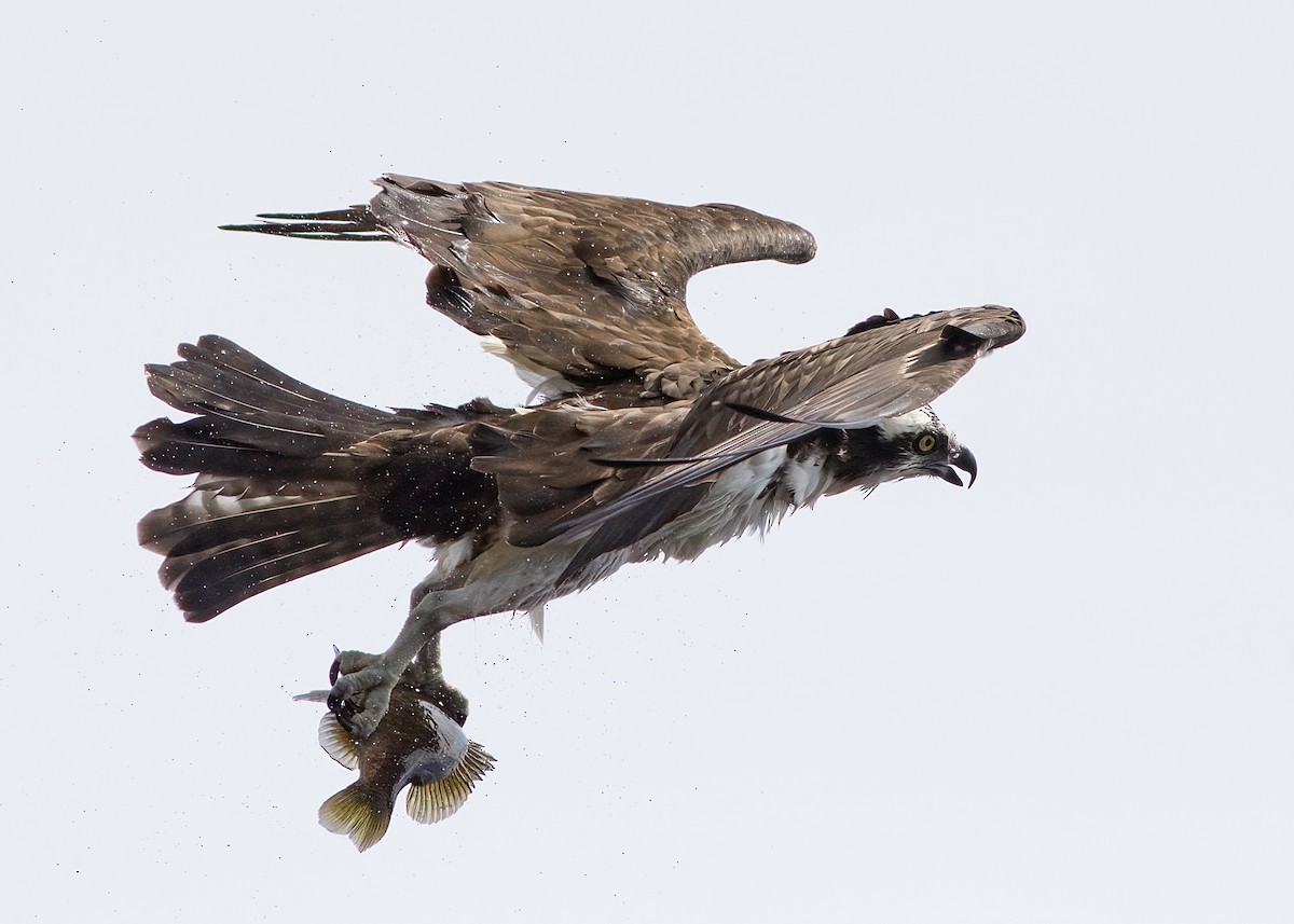 Águila Pescadora - ML617422041