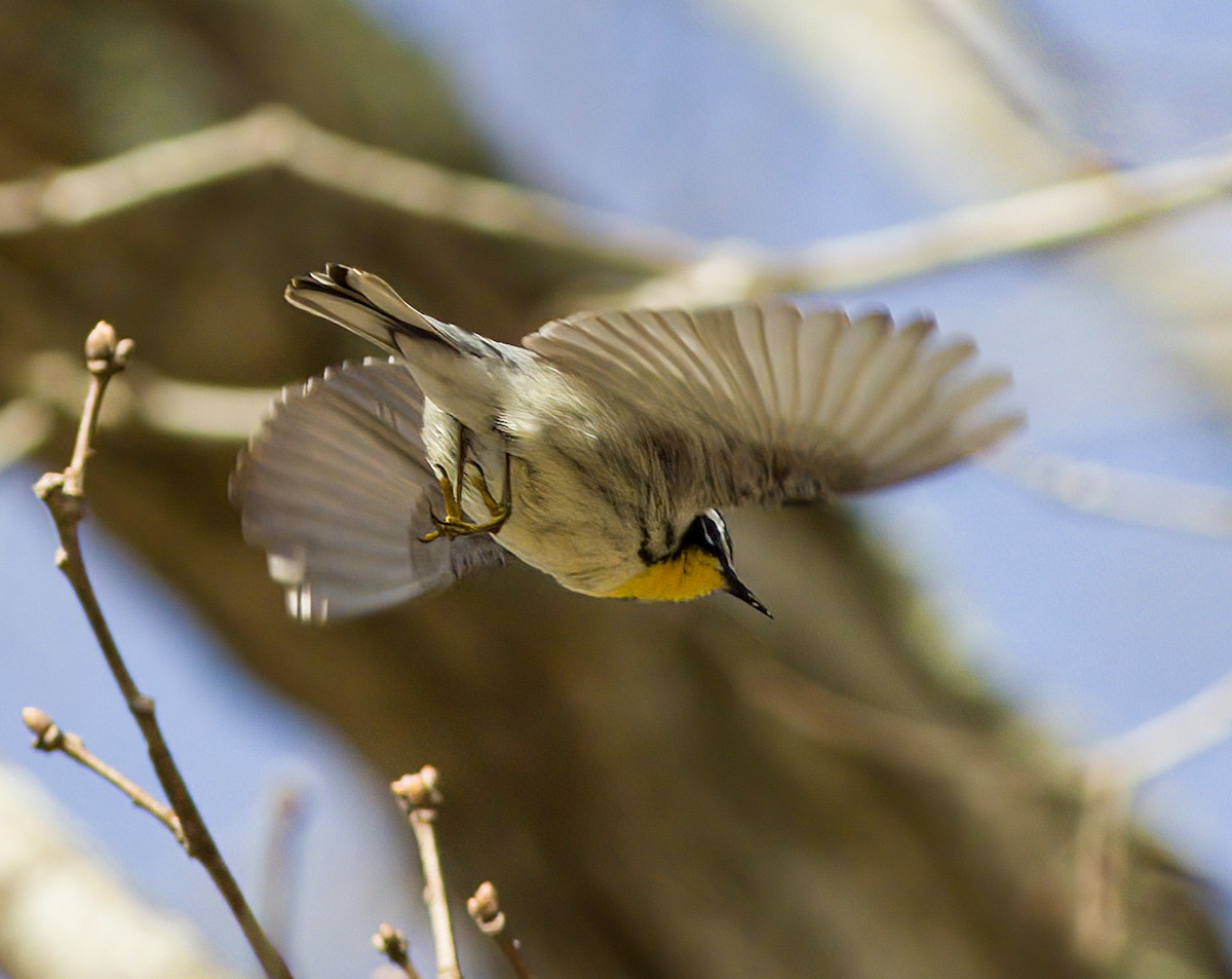 Yellow-throated Warbler - ML617422049